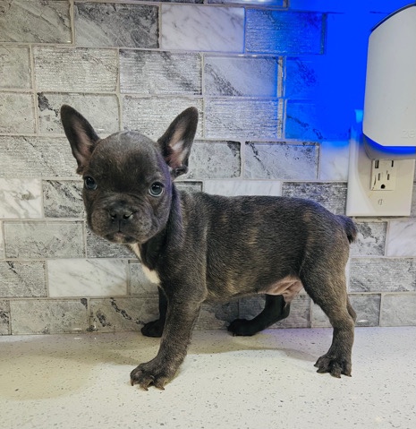 French Bulldog – puppy