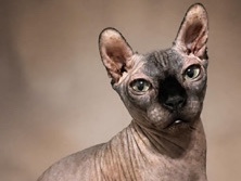 Sphynx – 🐾 8.5-Month-Old Female Devon Rex × Sphynx / Elf Sphynx Mix — Rehoming – Boston