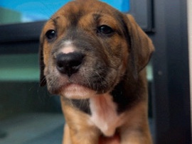 Staffordshire Bull Terrier – puppies for adoption – Auckland