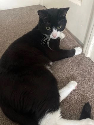British Shorthair – Friendly tuxedo car