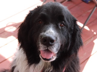 Newfoundland – Gentle Newfoundland Dog for Adoption – 6 Years Old – Beaver Falls – Beaver Falls
