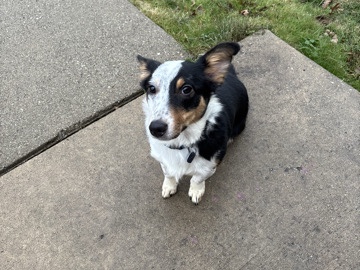 Australian Shepherd – rehome – Van Buren Twp