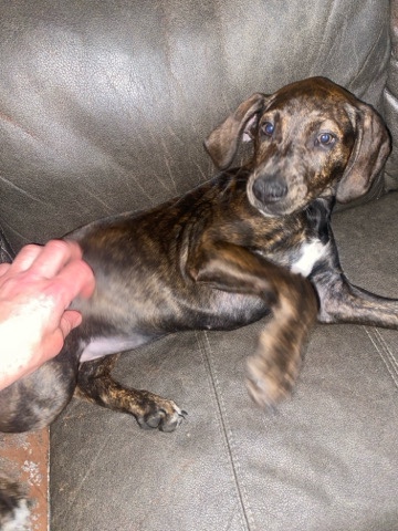 Catahoula/GSP puppies 