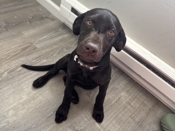 Labrador Retriever - Friendly Chocolate Labrador Retriever – Vaccinated & Loving! available for adoption in Lakewood