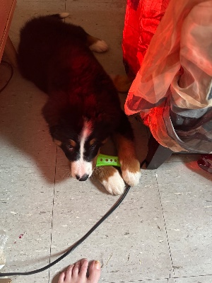 Bernese Mountain Dog - 18 week old Purebred Bernese Puppy For Sale! available for adoption in Lincoln
