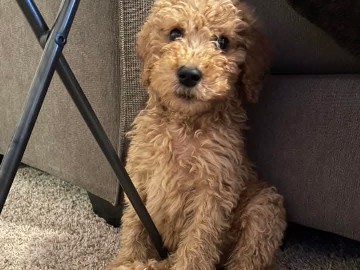 Poodle - Standard Poodle available for adoption in Dallas