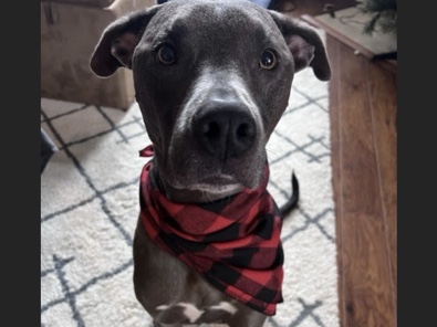 American Pit Bull Terrier – Loving Dog needs new home! – McCordsville