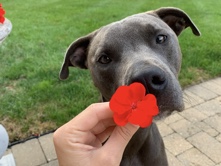 American Pit Bull Terrier – Loving Dog needs new home! – McCordsville