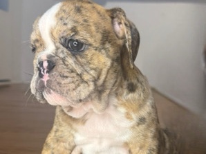 Bulldog – English bulldog