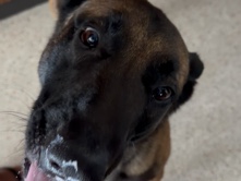 Belgian Shepherd Dog (Malinois) – beautiful loyal dog – Oakland Park