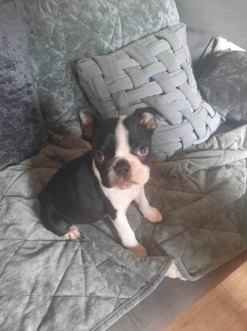 Boston Terrier – Boston terrier