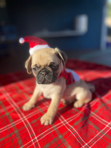 Pug – Rehoming ❤️make #1