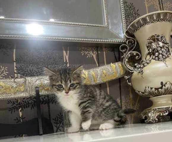 British Shorthair – Xbritish kittens