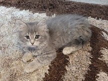 gray kitten