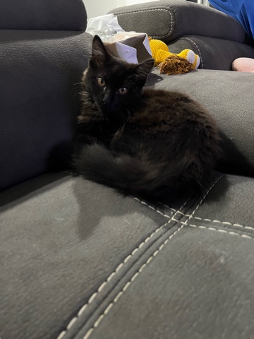 black kitten