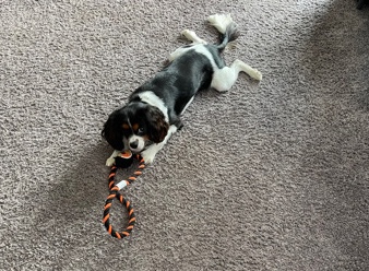 Cavalier King Charles Spaniel – 1 year old male cavalier king charles