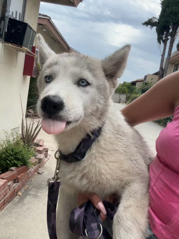 Siberian Husky – Husky needs a home