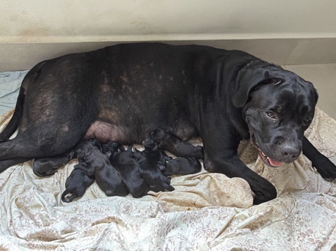 Cane Corso – Filhote de Cane Corso – Governador Valadares