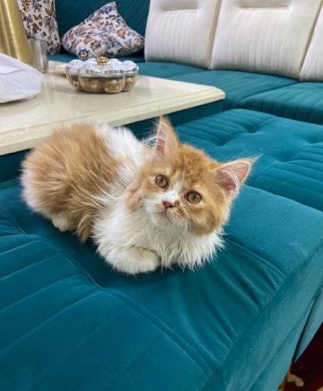 Persian (Modern) – Miku