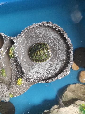 Any – Turtles