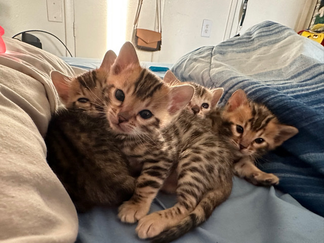 Bengal – F2 bengals