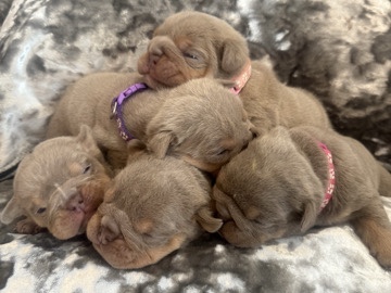 Bulldog – kc bulldog puppy’s – Middlesbrough