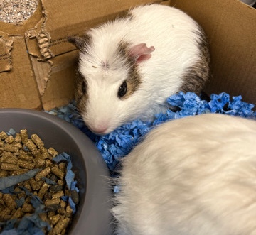 Any – guinea pigs
