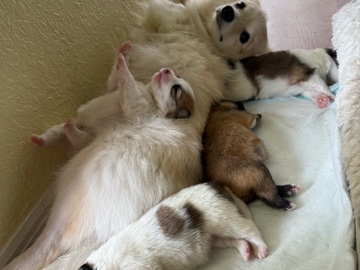 Pomeranian – Cachorros Pomeranian – Orlando