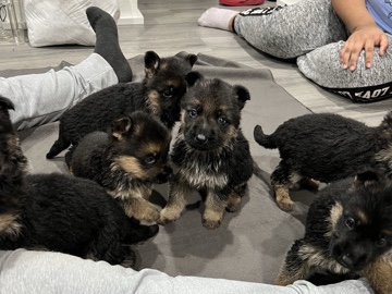 German Shepherd – cuál quier pregunta lo – Trenton