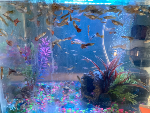 guppies and platties