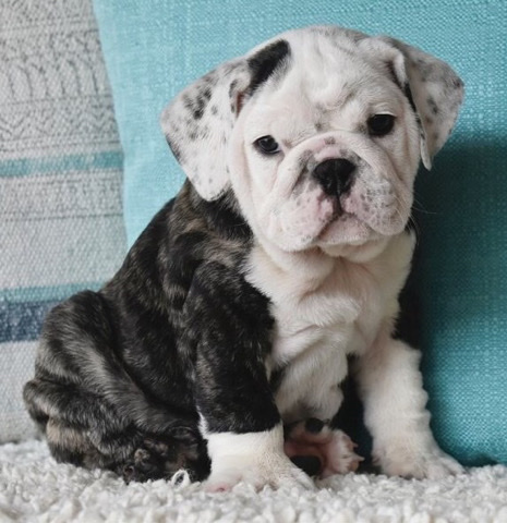 Bulldog – cute English bulldog puppies