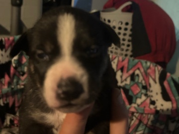 American Staffordshire Terrier – husky/American staff