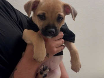 German Shepherd – puppy – Azusa