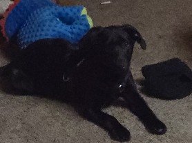 Labrador Retriever – Friendly 9-Month-Old Labrador Retriever Available in Kirkland – Kirkland