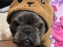 French Bulldog – Rehome Chata – Dallas