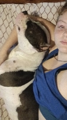Pit bull