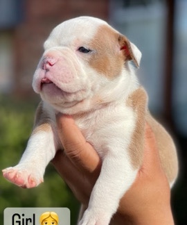 American Bulldog – Bullies