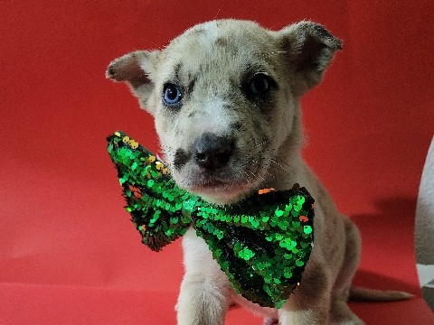Great Dane – Great Dane Puppy – Fontana