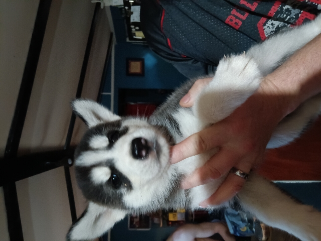 Siberian Husky – Husky puppies