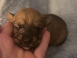Cockapoo – 5 Beautiful Chi-poo puppies ready in 3 weeks – Alfreton