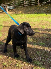 Labrador Retriever – Black lab