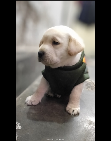 Labrador Husky – labrador puppy for selling