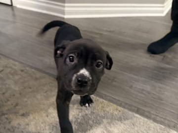 American Pit Bull Terrier – Rehome Female Puppy! – Castaic