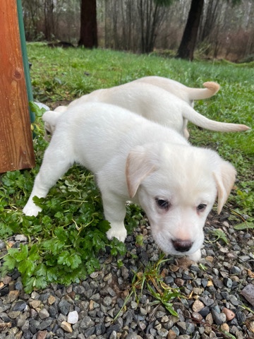Labrador Retriever – Lab Puppies