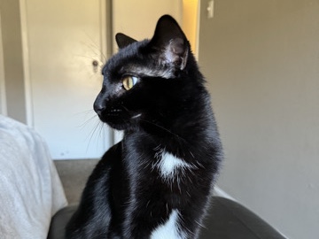American Shorthair – Salem (1/2) – Saint Charles