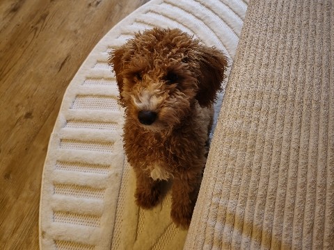 Poodle – Mini Poodle. AKC registered