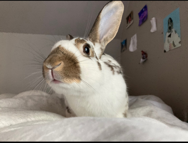 American – rehoming bunny