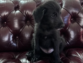 Poodle – no name mix – Las Vegas