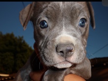 American Pit Bull Terrier – Beautiful Baby Bluenose Pitbull Pup (14 weeks old) – Coalinga
