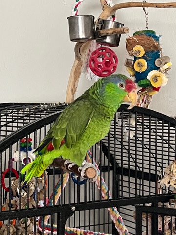 Amazon Parrot – Amazon Parrot-Mexican Redhead
